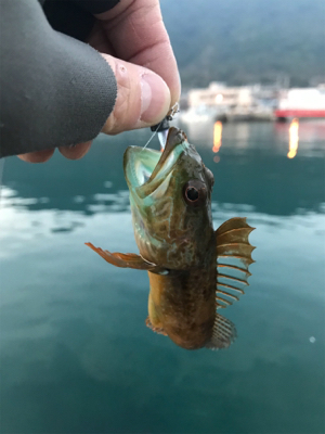 アジを求めて御所浦釣行④