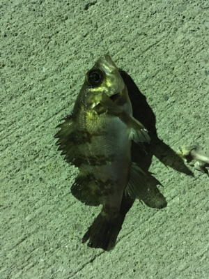 マイクロメバル