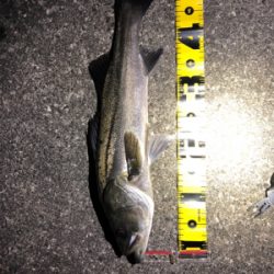 タフコンディション攻略するも?