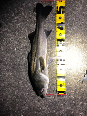 タフコンディション攻略するも?