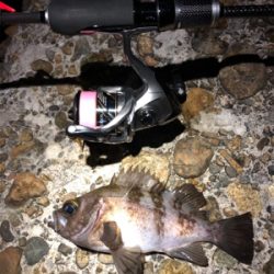 今夜はワームの日?