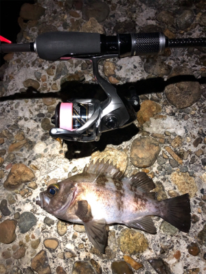 今夜はワームの日?