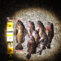 メバリング釣行