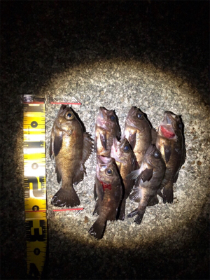 メバリング釣行