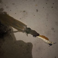 変わり種エサでヤリイカ釣り
