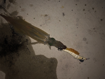 変わり種エサでヤリイカ釣り