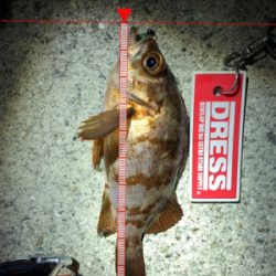 メバルを求めてランガン