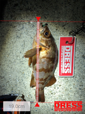 メバルを求めてランガン