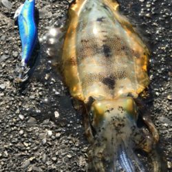 釣れたけどちっちゃ。。けど釣れたのだ!