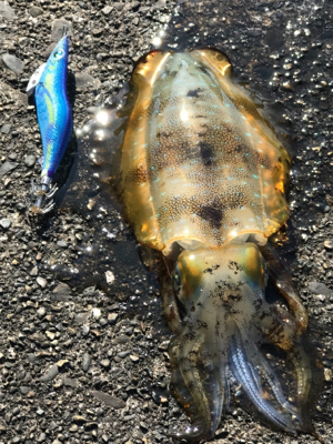 釣れたけどちっちゃ。。けど釣れたのだ!