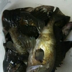 メバルプラッキング好調