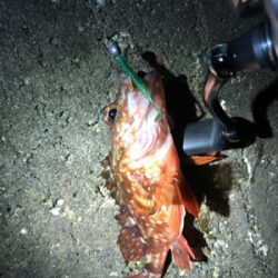 メバリング中毒