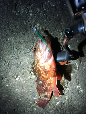 メバリング中毒