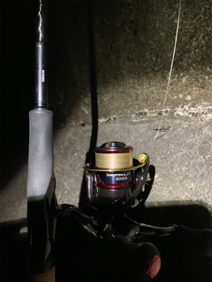 ヤリイカ、ケンサキイカ釣果!