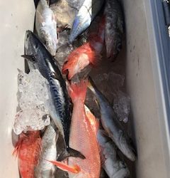 アカムツジギング