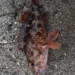 チビメバル、チビガシラ(^^;