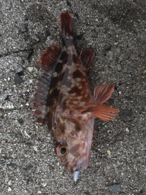 チビメバル、チビガシラ(^^;