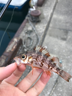 メバルを求めて②