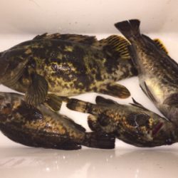 今日はドラグを鳴らされた！