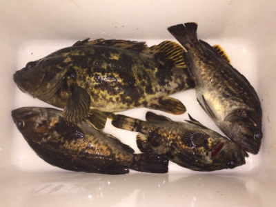 今日はドラグを鳴らされた！