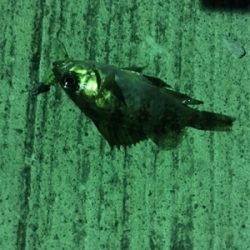 マイクロだらけ