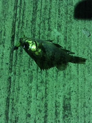 マイクロだらけ