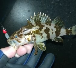 ナイトメバリング