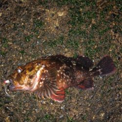 雨時々降る中のメバリング