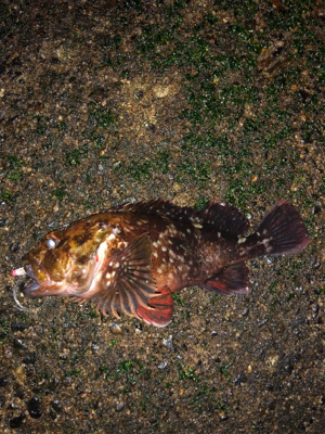 雨時々降る中のメバリング