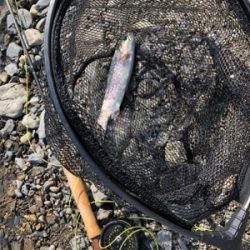 高槻市芥川 ニジマス トラウト