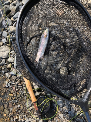 高槻市芥川 ニジマス トラウト