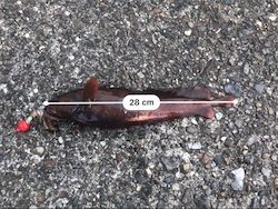 ドンコマンション