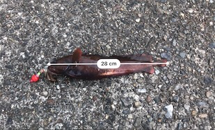 ドンコマンション