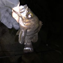 爆風メバリング