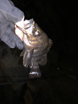 爆風メバリング