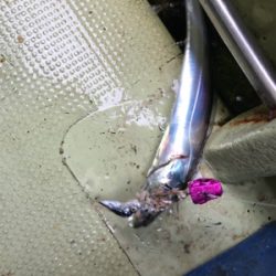 洲本沖  太刀魚