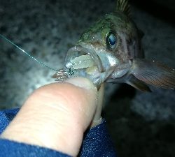 ナイトメバリング