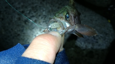 ナイトメバリング