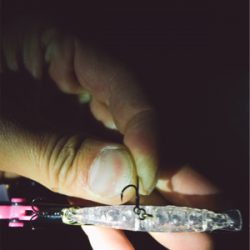 メバルさんお元気です