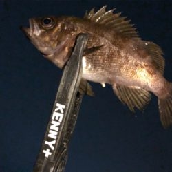 プラグと黒ワームで爆釣！