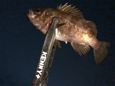 プラグと黒ワームで爆釣！