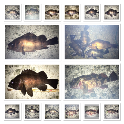 色んなパターンでメバリング