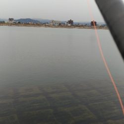 2/11の釣果　チヌチヌサバサバ