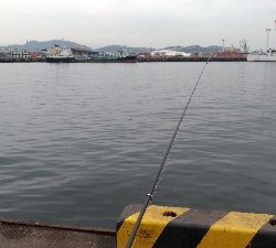 2/16釣果 フカセ釣りでタチウオが!!