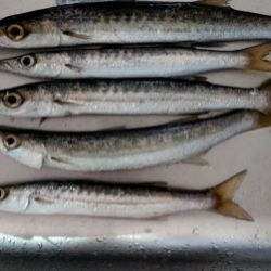 寒さマシのち風で寒い