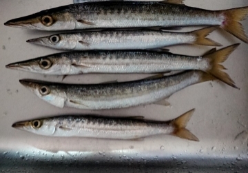 寒さマシのち風で寒い