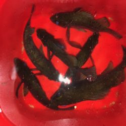 二見メバリング1