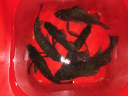 二見メバリング1