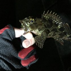 アジは何処へ…