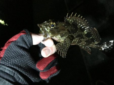 アジは何処へ…